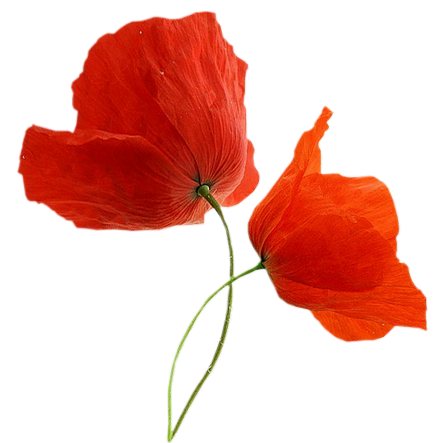 COQUELICOTS FLEURS EN PNG 