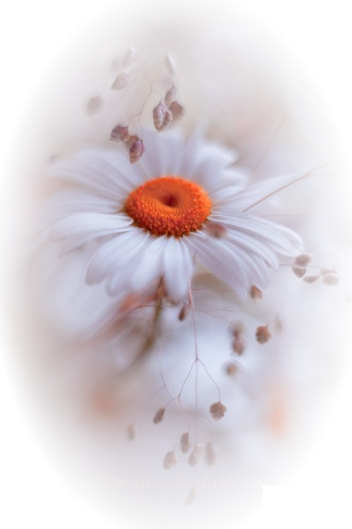 FLEURS TUBE EN PNG FONDU